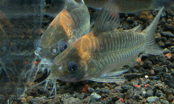 Corydoras nijsseni from Negro コリドラス ナイスニー ”ブロードバンド” 