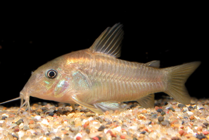 Corydoras sp cf aeneus from Peru コリドラス イルミネーション ”ゴールド”