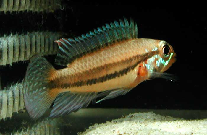 画像4 Apistogramma diplotaenia from Novo Iron アピストグラマ ディプロタエニア ノボアイロン産 オレンジタイプK2便 F1