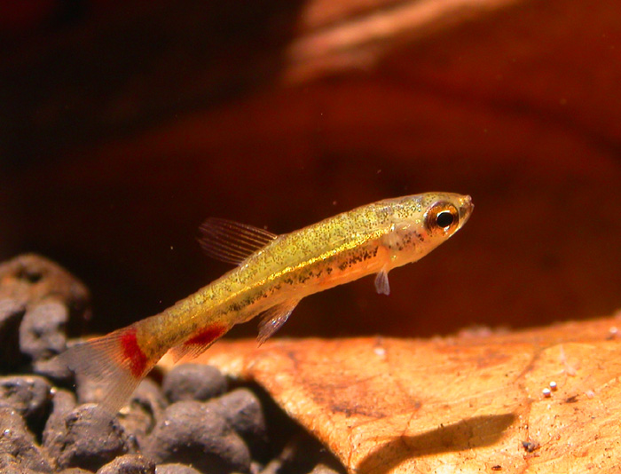 Nannostomus anduzei ナノストムス アンドゥゼイK2便