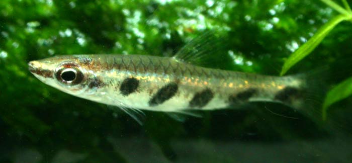 Nannostomus espei ナノストムス エスペイ