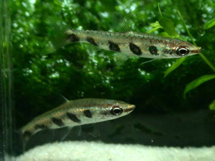 Nannostomus espei ナノストムス エスペイ