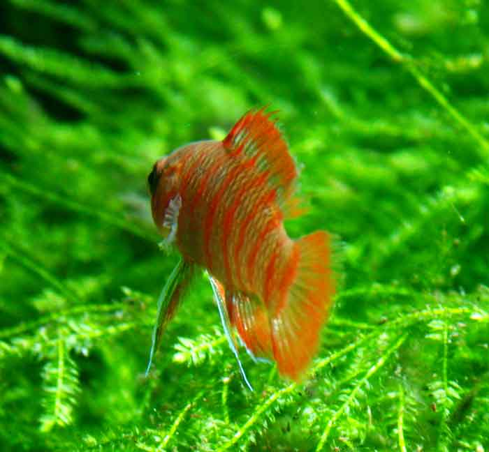 badis_sp4891バジス バジス ベンガレンシス Badis Badis bengallensis