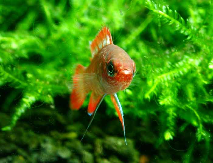 badis_sp4898バジス バジス ベンガレンシス Badis Badis bengallensis