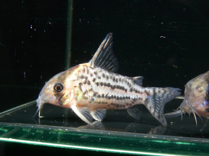 Corydoras schwartzi コリドラス シュワルツ