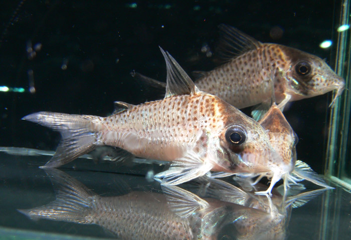 Corydoras amandajanea コリドラス アマンダジャネア