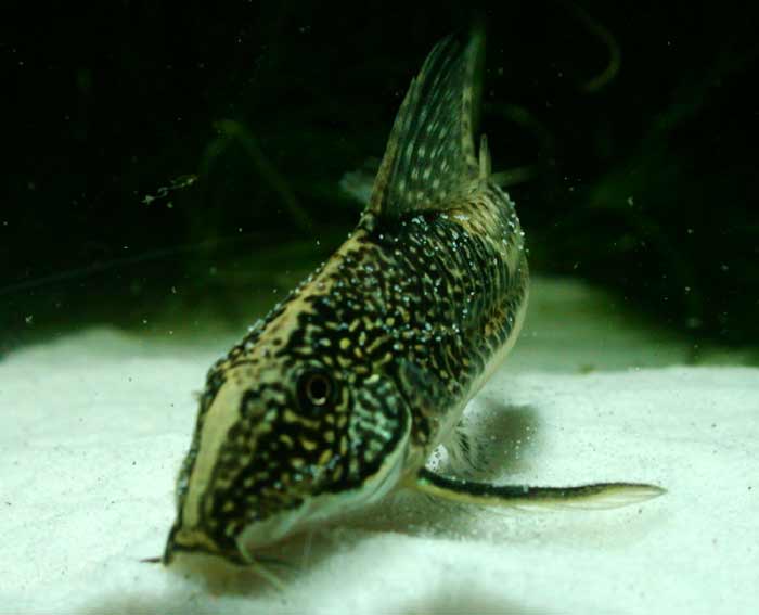 Corydoras barbatus コリドラス バルバータス