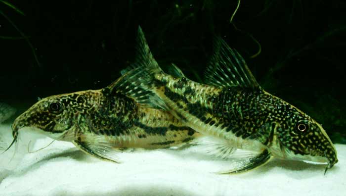 Corydoras barbatus コリドラス バルバータス