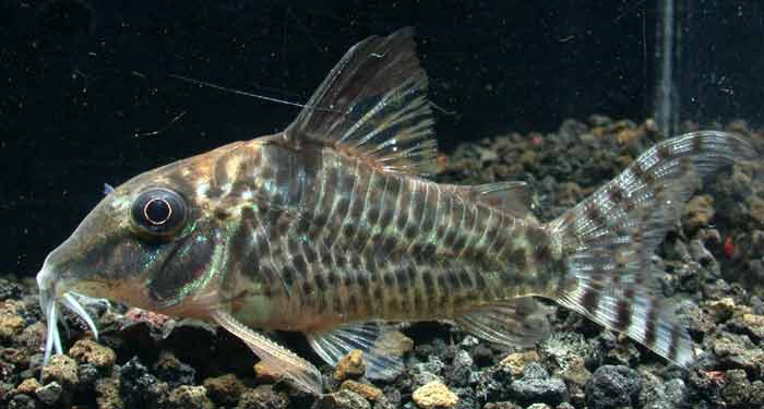 コリドラス ブロッキー ロングテール Corydoras blochi blochi 