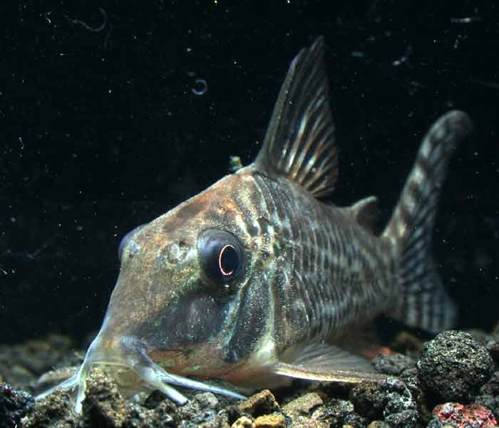 コリドラス ブロッキー ロングテール Corydoras blochi blochi 