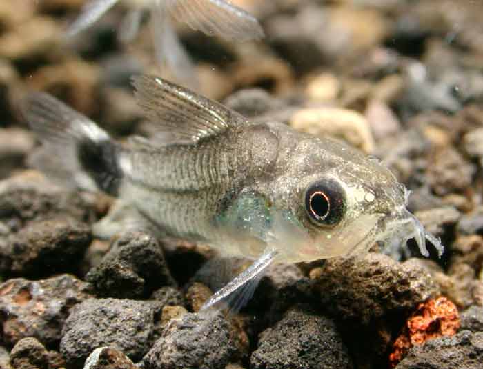 ”極・可愛” コリドラス ハスタータス Corydoras hastetus