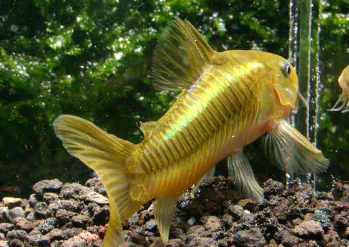 Corydoras sp Illumination green コリドラス イルミネーション ”グリーン”