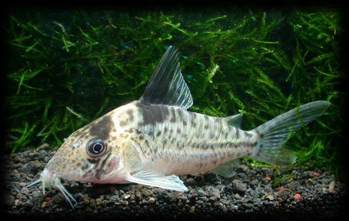 コリドラス インコリカーナ ”ペペリア” Corydoras incolicana