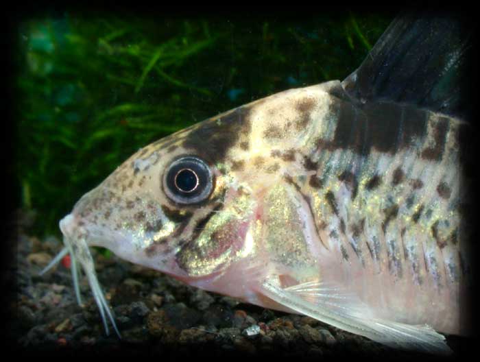 コリドラス インコリカーナ ”ペペリア” Corydoras incolicana