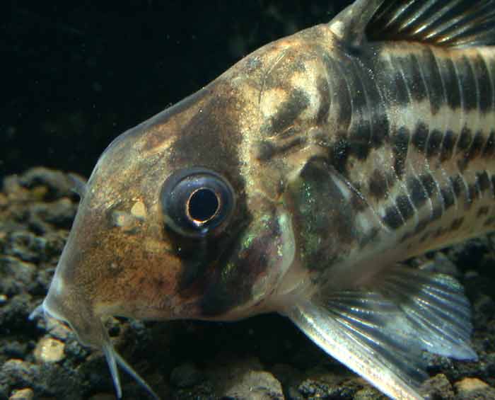 コリドラス ロクソゾヌス Corydoras loxozonus