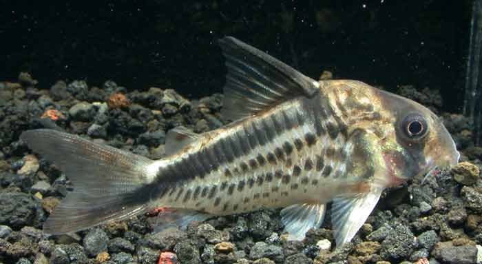 コリドラス ロクソゾヌス Corydoras loxozonus