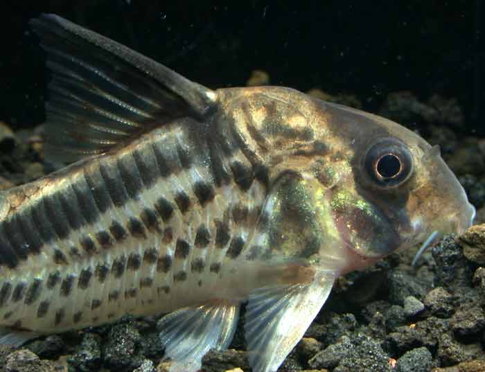 コリドラス ロクソゾヌス Corydoras loxozonus