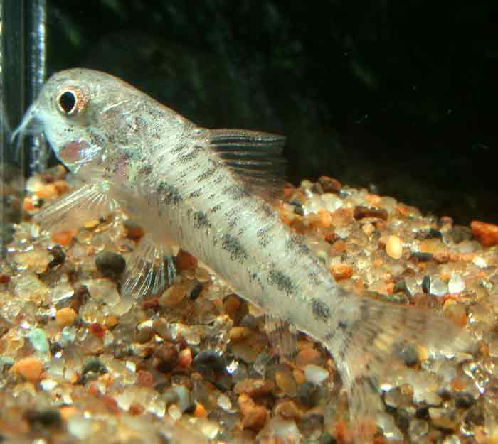 Corydoras sesame コリドラス セサミ コリドラス ニューセサミ