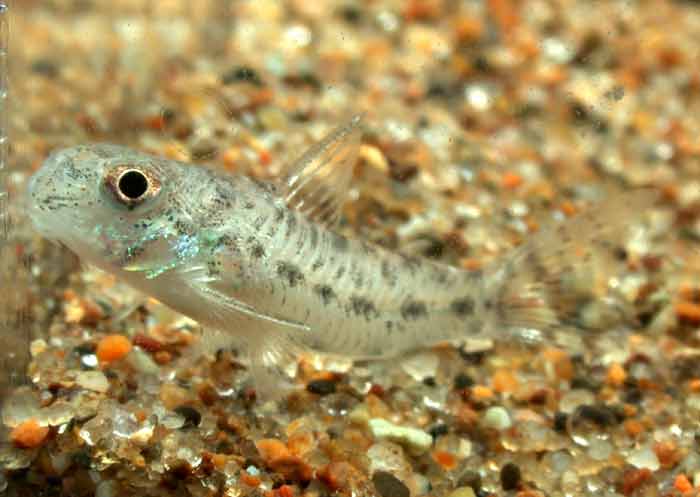 Corydoras sesame コリドラス セサミ コリドラス ニューセサミ