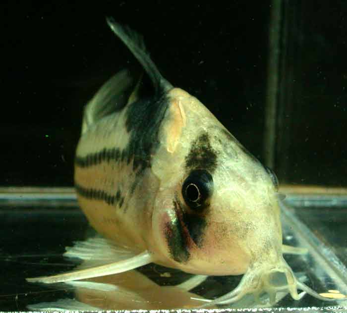 Corydoras parallelus コリドラス パラレルス