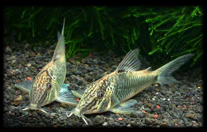 コリドラス スーパーセミアクイルス Corydoras sp.cf.semiaquilus