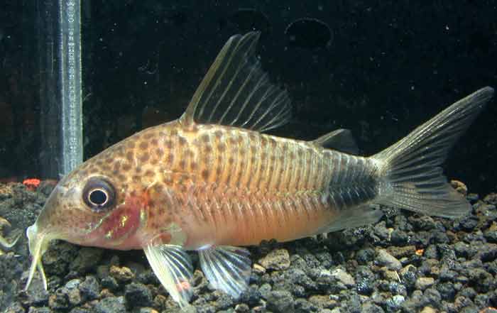 Corydoras sp cf similis ”MASTUZAKAE” コリドラス マツザカエ