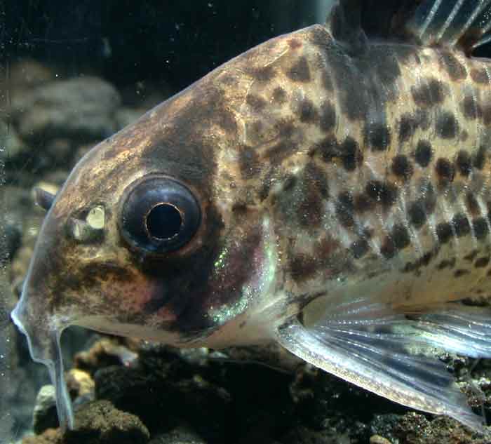 コリドラス ハイフィンロライマ Corydoras sp 