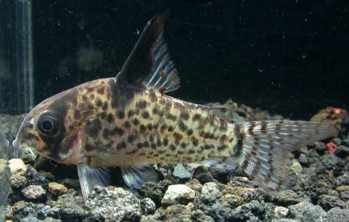 コリドラス ハイフィンロライマ Corydoras sp 