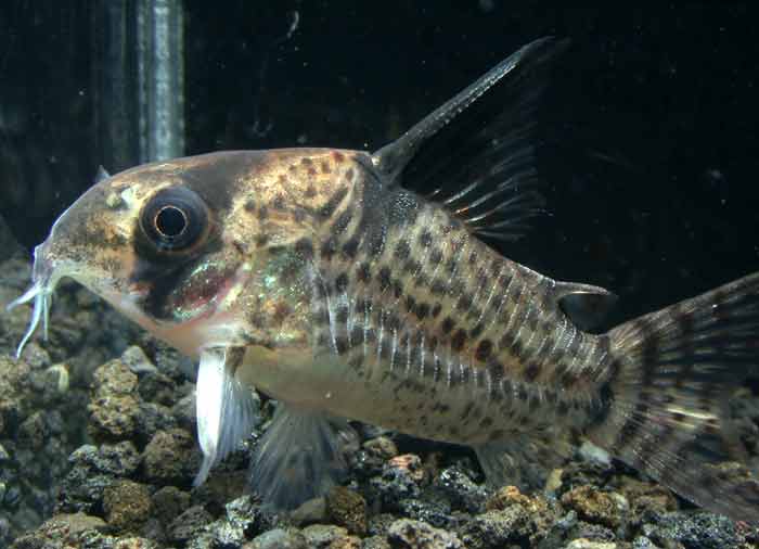 コリドラス ハイフィンロライマ Corydoras sp 