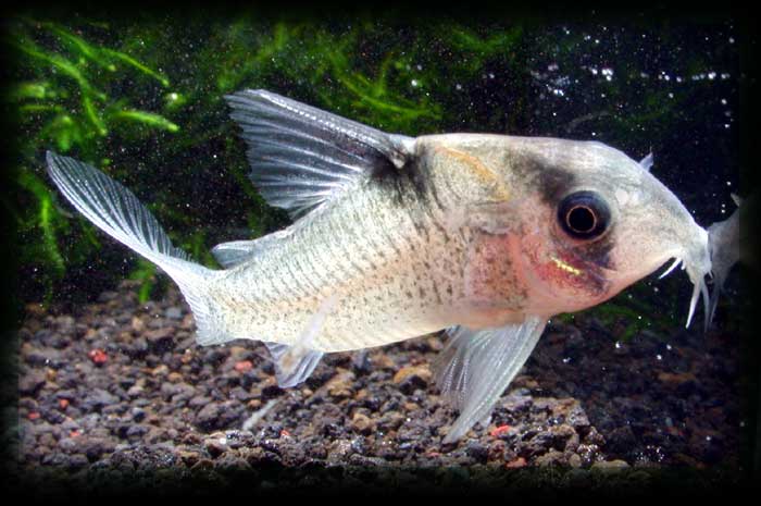 コリドラス sp Tapajos Corydoras sp tapajos