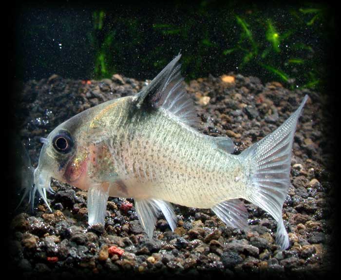 コリドラス sp Tapajos Corydoras sp tapajos