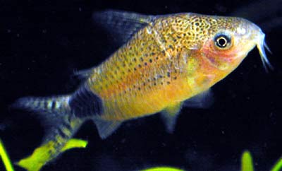 Corydoras guapore コリドラス グァポレ