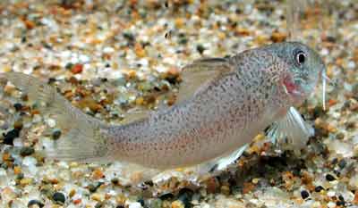 Corydoras heteromorphuｓ コリドラス ヘテロモルフス