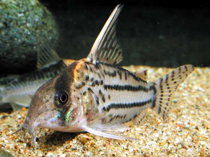 Corydoras schwartzi コリドラス シュワルツ