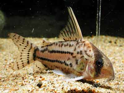 Corydoras schwartzi コリドラス シュワルツ