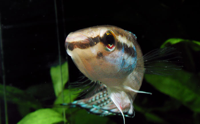 Betta enisae from Kalimantan ベタ エニサエ カリマンタン産