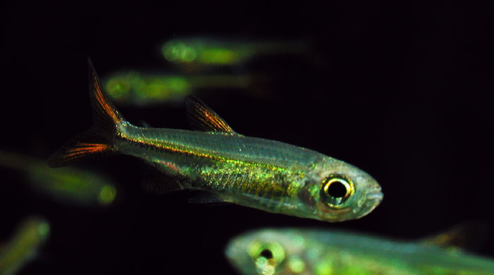 Ladigesia roloffi from West Africa Sierra Leone