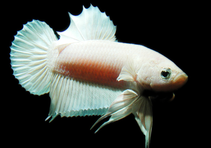 Betta splenden from Thailand ホワイトプラチナ ベタ