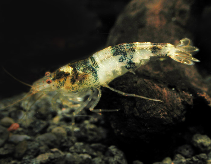 Neocaridina sp ニュー ビーシュリンプ