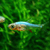 熱帯魚小型美魚