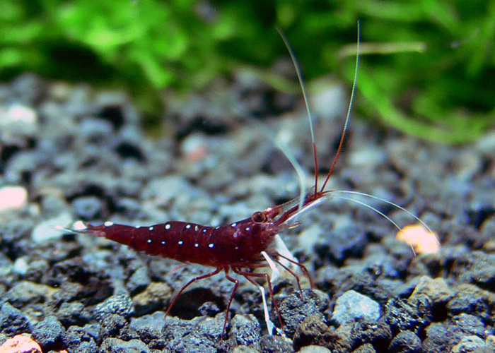 caridina sp from Sulawesi