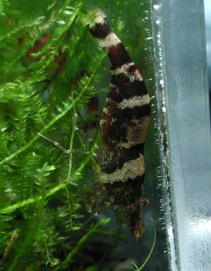 ヒメヌマエビ Caridina serratirostris serratirostris